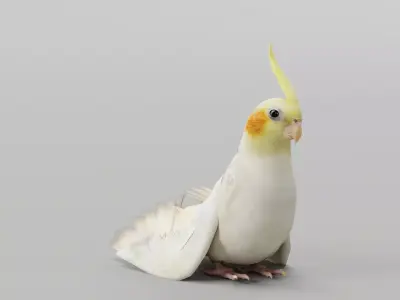 Cockatiel Parrot Bird 3D model