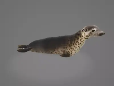 Animated Seal 3D model
