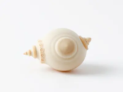 Scalloped Seashell Natural Color model pack Low-poly 3D model