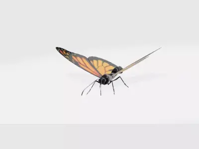 butterfly 3D model 9