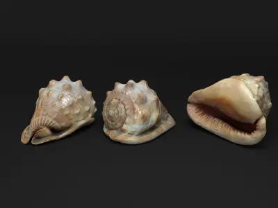 Seashells Vol 1 - Photogrammetry 3D model