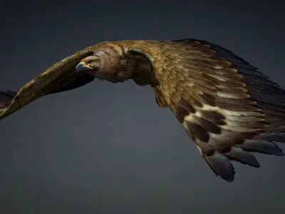 Eagle-B1 3D model