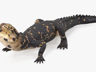 Black Caiman Baby Looks Up 3D model