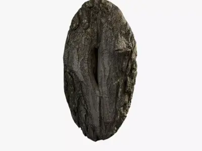 Anydrafts Salix matsudana Burl 10 Low-poly 3D model