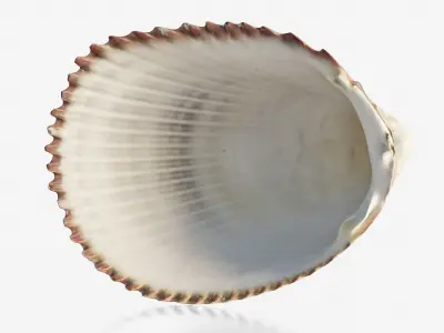 Scanned seashell Low-poly 3D model purchase