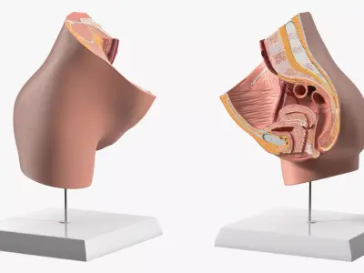 High-Detail Female Pelvic Cross Section Model with Stand 3D model