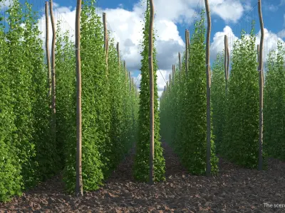Green Growing Hops Plantation 3D model
