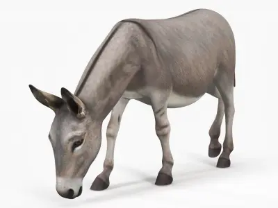  Rural Donkey Grazing Pose 