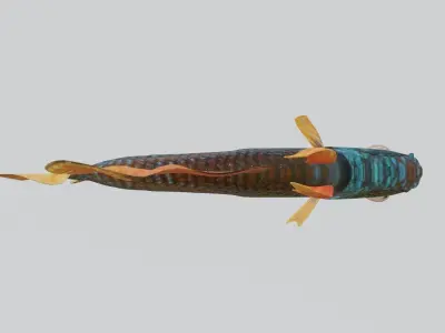 Betta Fish 3D model purchase