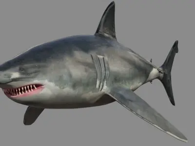 Shark - Game Ready - Rigged Low-poly 3D model