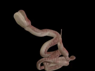 Birthing Snake 3D file Free 3D print model
