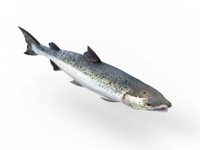 Salmon fish 3D model purchase