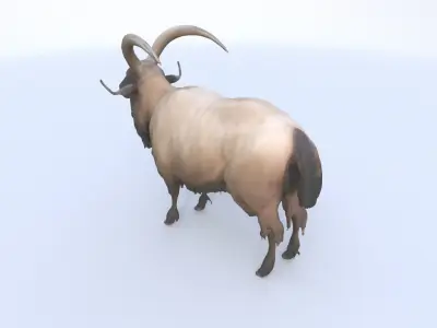 Takin 3D model