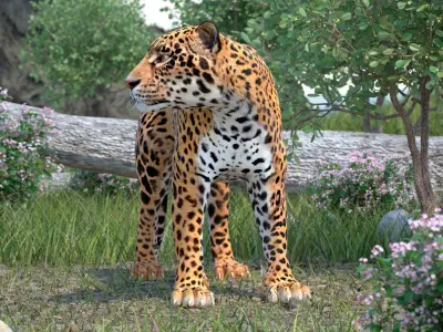 Jaguar Stand Pose 3D model