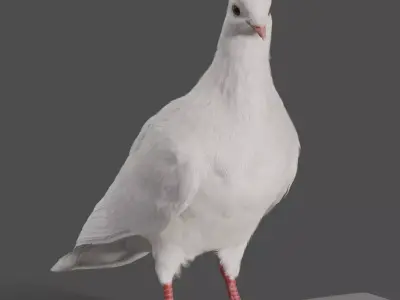 White Pigeon Animation -  VFX Grace 3D model