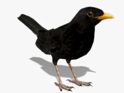 Blackbird 3D model