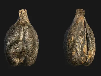 Medieval Grape Seed Vitis vinifera PBR 8K 3D model