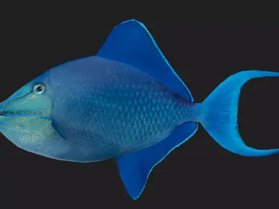 Filefish Low-poly 3D model 3