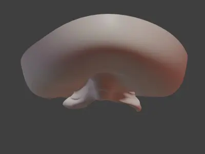 Anatomically correct vulva 3D model