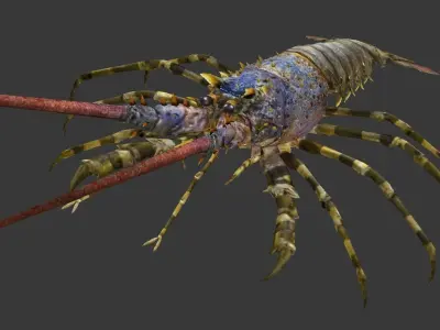 Australian lobster Low-poly 3D model purchase