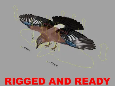 Garrulus Glandarius 'Eurasian Jay' 3D model