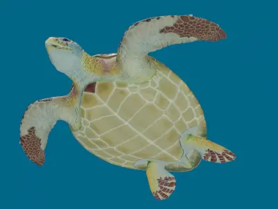Sea turtle Low-poly 3D model