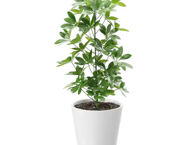  Dwarf Umbrella Tree Potted Plant Model  buy