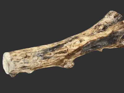 Tree wood trunk 3d scan highpoly 3D model