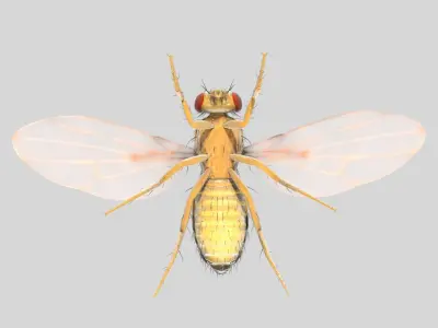  Drosophila Melanogaster 'Fruit Fly' 
