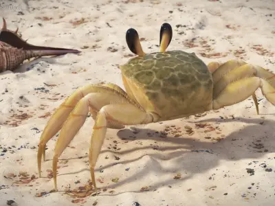  Ghost Crab Crustacean Fur 