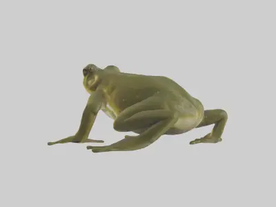 Indian Bullfrog croaking model Low-poly 3D model