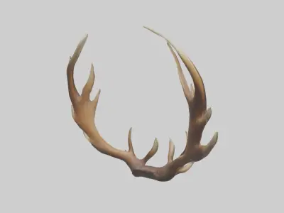 Elk Antlers Model 3D model