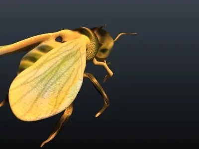 honey bee 3D model buy