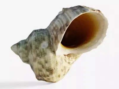 Scanned seashell Low-poly 3D model buy