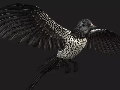 PheasantBird B7 Free 3D model