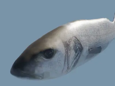 Sea bass Fish Photorealistic  3d model Rigged Animated Low poly Low-poly 3D model