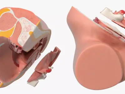 Medical Model of Female Pelvis Cross Section 3D model