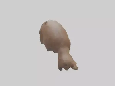Beaver gnawing model 3D model