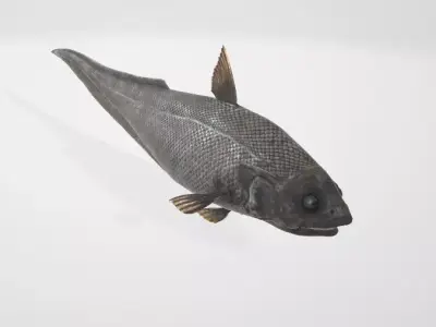 Abyssal Grenadier Deep Sea Fish  Low-poly 3D model