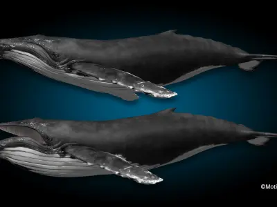 Humpback Whale 3D model 2