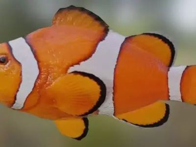 Nemo Fish 3D model