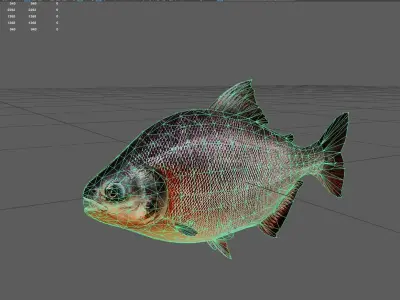 Carp fish Low-poly 3D model order