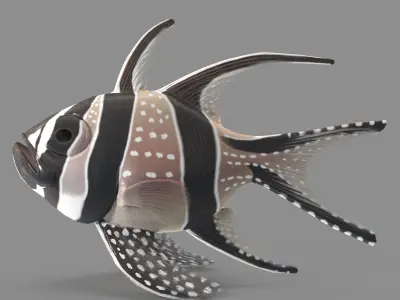  Pterapogon kauderni Low-poly 3D model