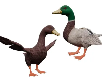 Duck Basic Low-poly 3D model