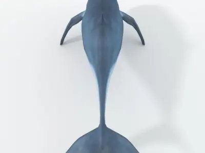 Irrawaddy Dolphin Low-poly 3D model