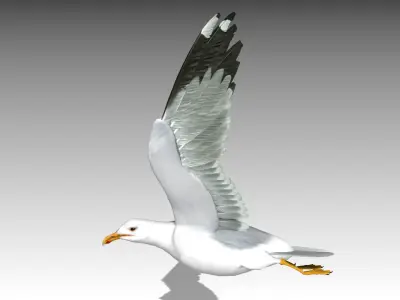  Gull 