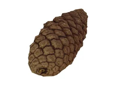 Pine Cone - Real-Time Scanned Low-poly 3D model