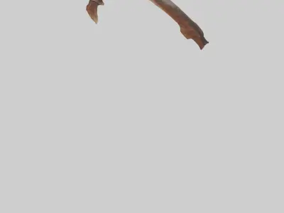 Moose Rib Low-poly 3D model