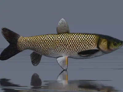 Grass Carp Low-poly 3D model purchase