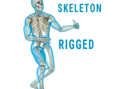 Human Skeleton and body (Rigged) 3D model